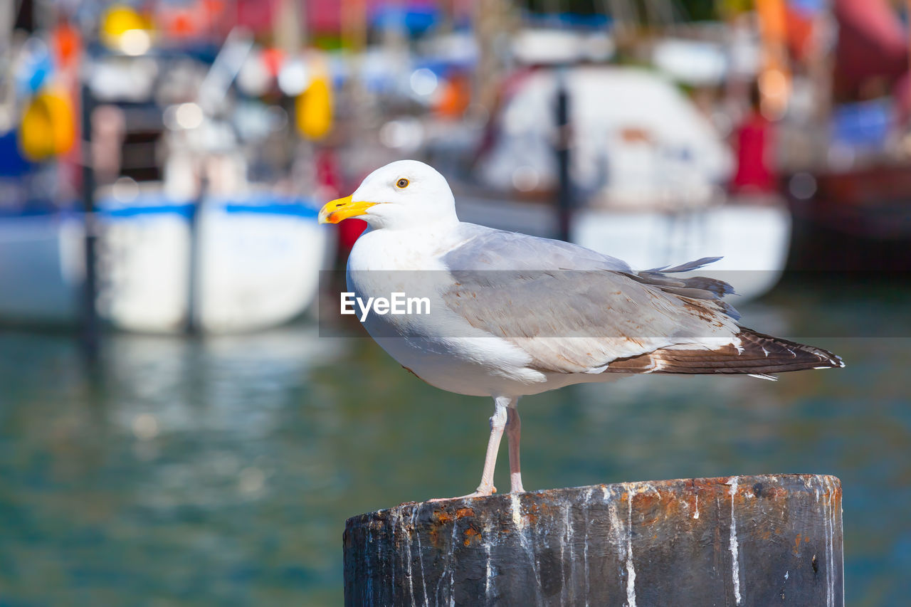 CLOSE-UP OF SEAGULL ON WOODEN POST