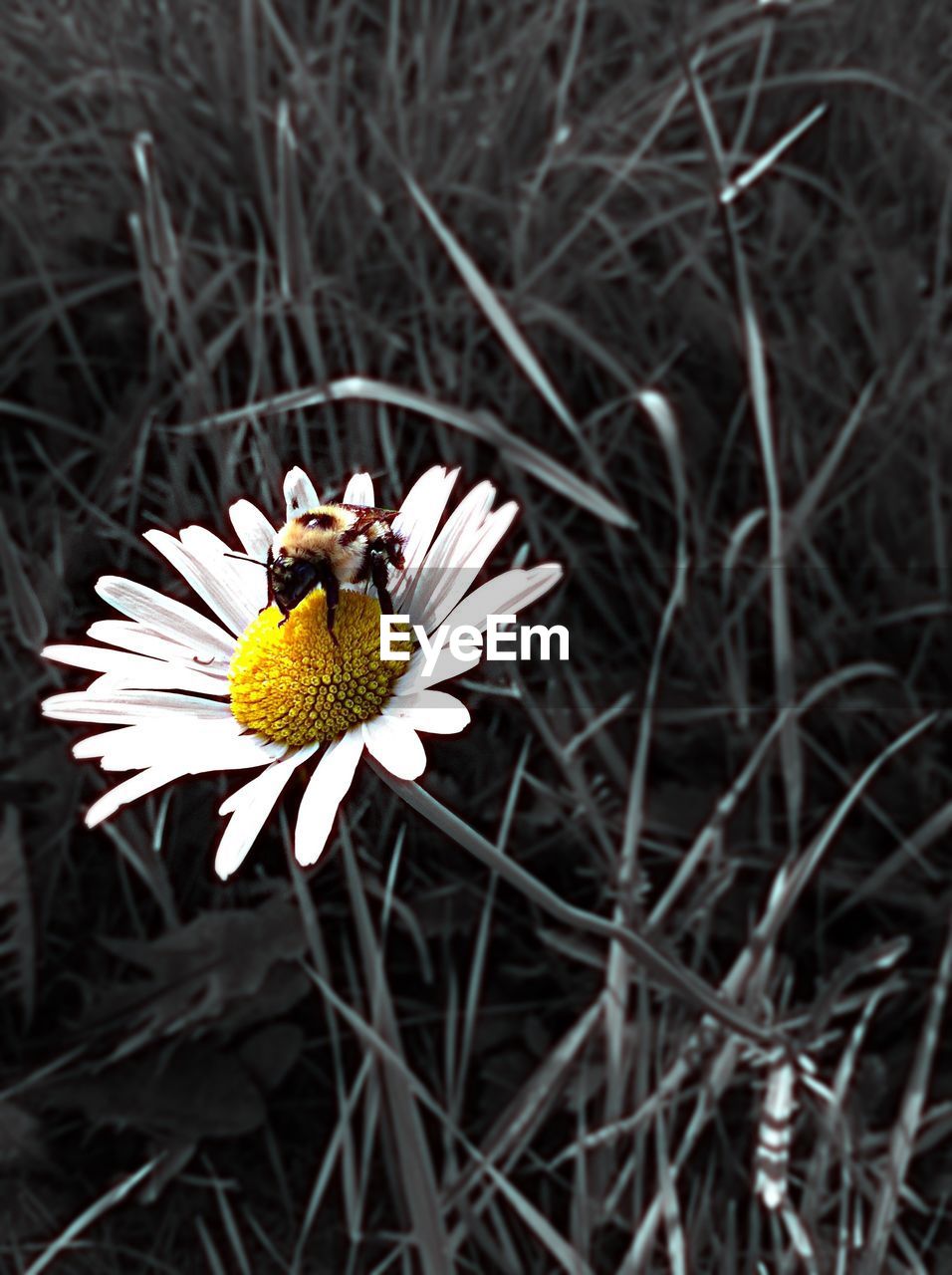 Bee on daisy flower