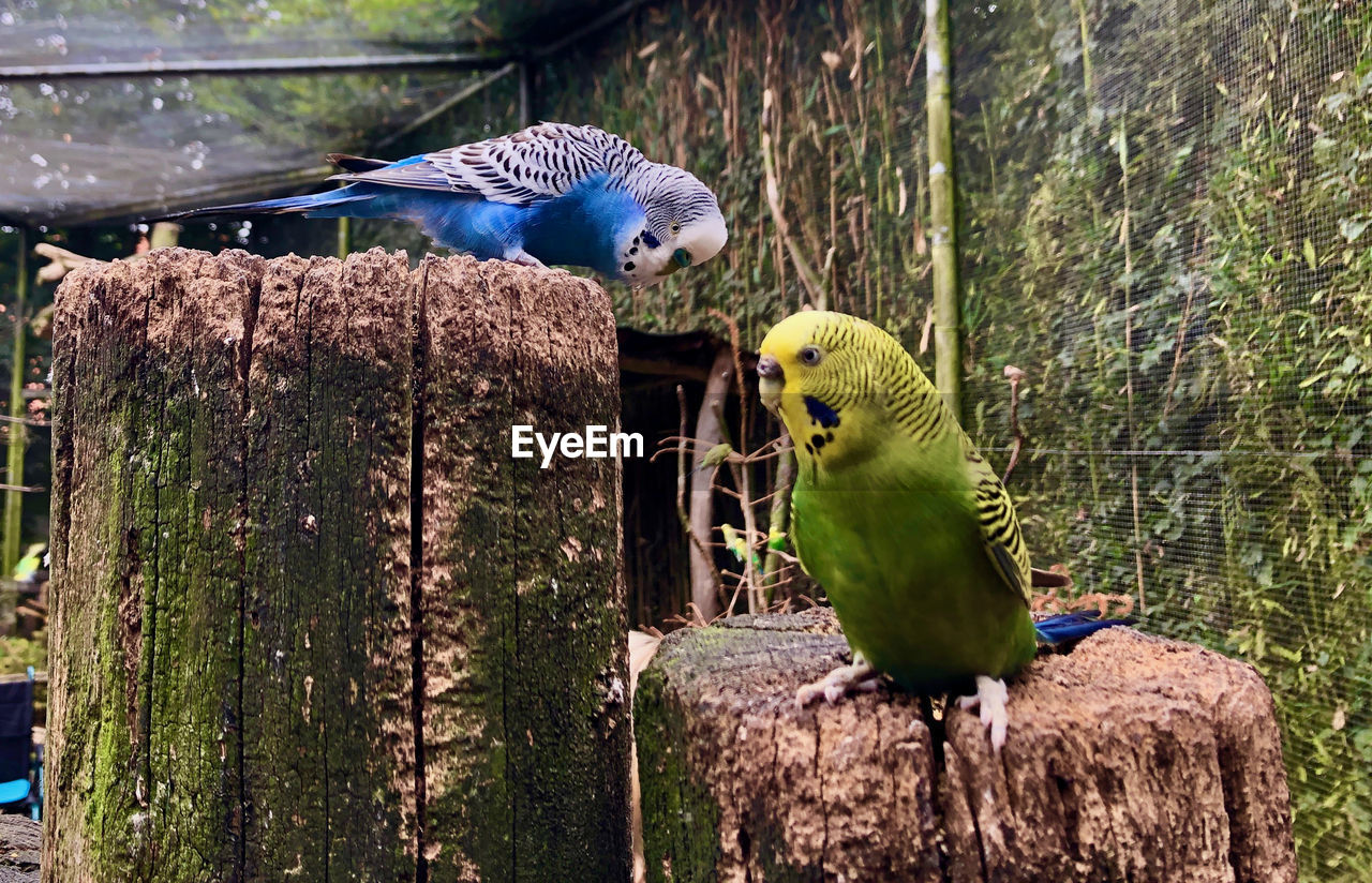 PARROT PERCHING ON WOODEN POST