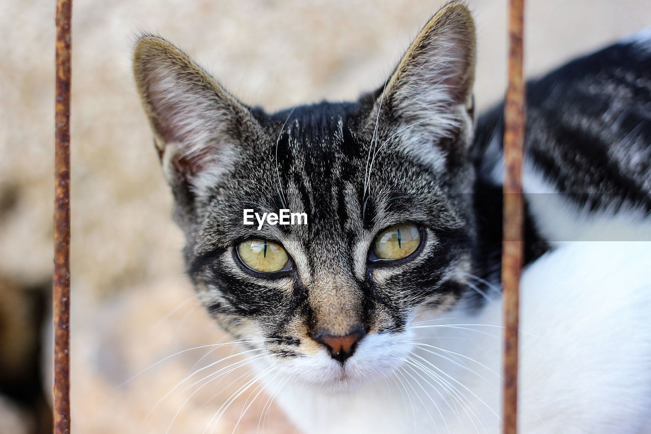 CLOSE-UP PORTRAIT OF CAT WITH MOUTH OPEN