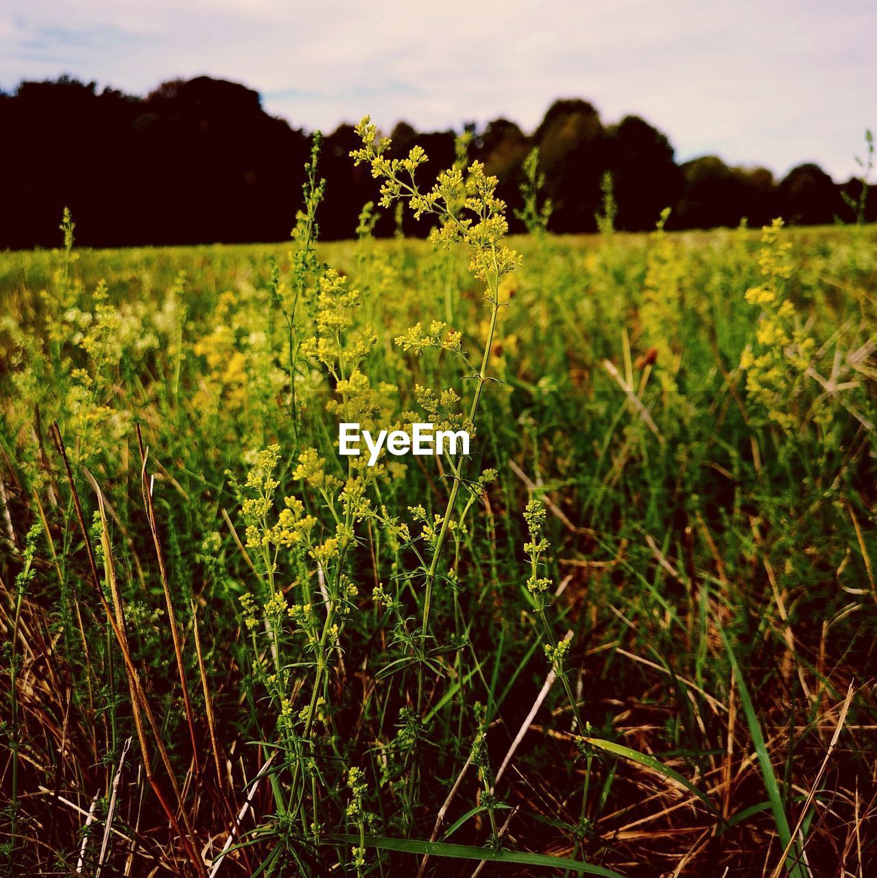 PLANTS GROWING ON FIELD