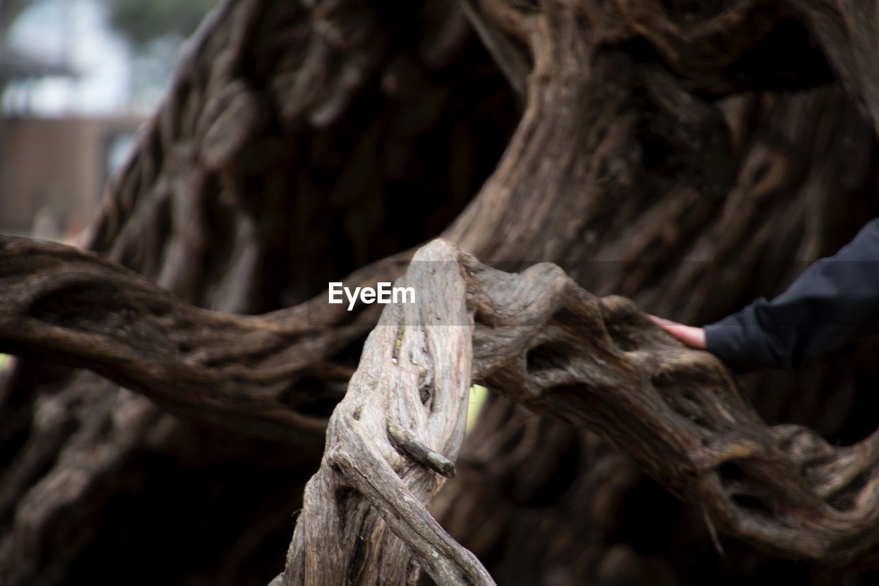 CLOSE-UP OF HAND SCULPTURE BY TREE