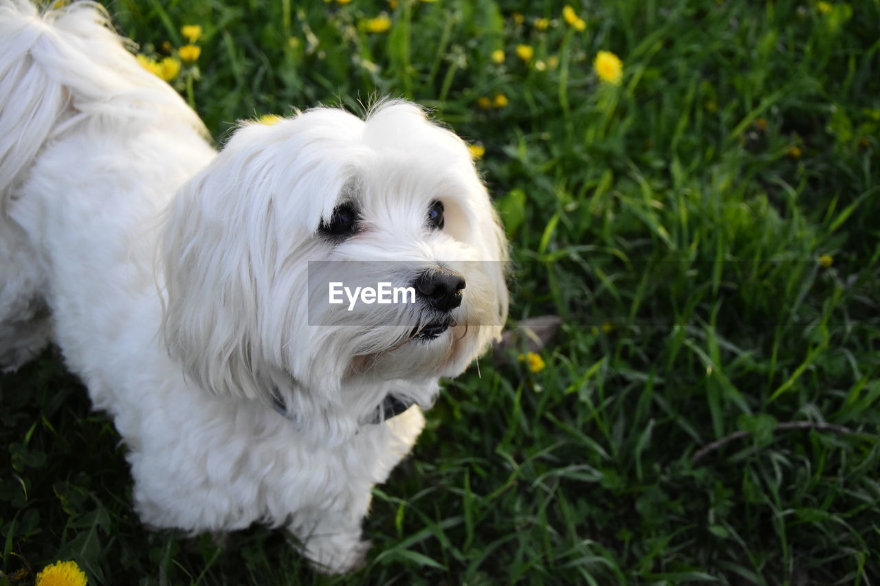 Close-up of white dog on field