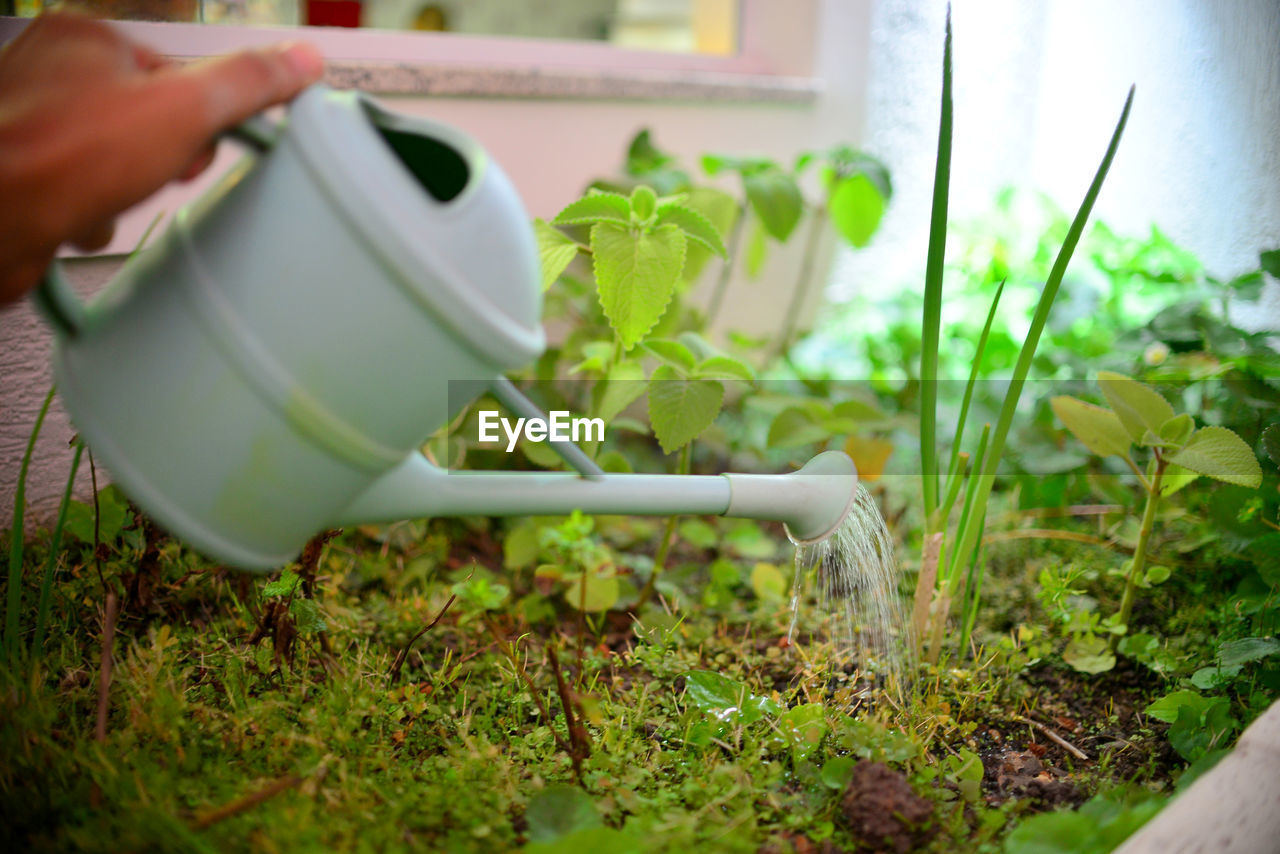 Cropped hand watering plants