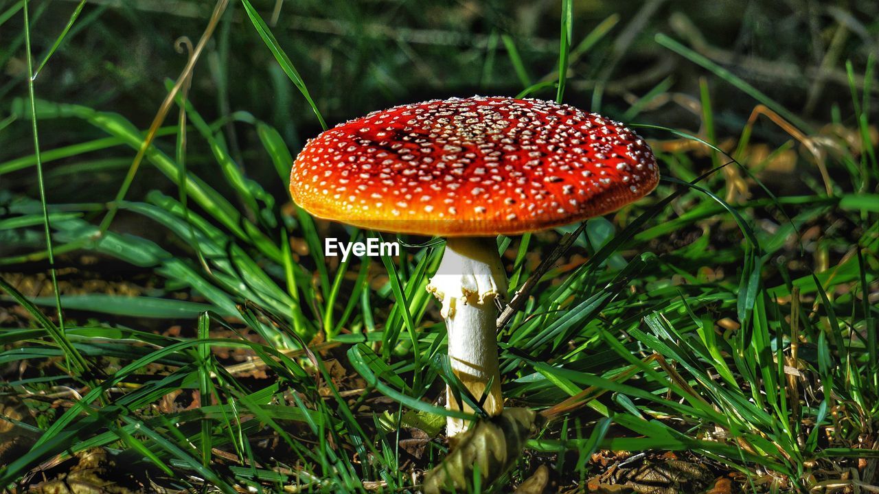 Close-up of fly agaric mushroom on field