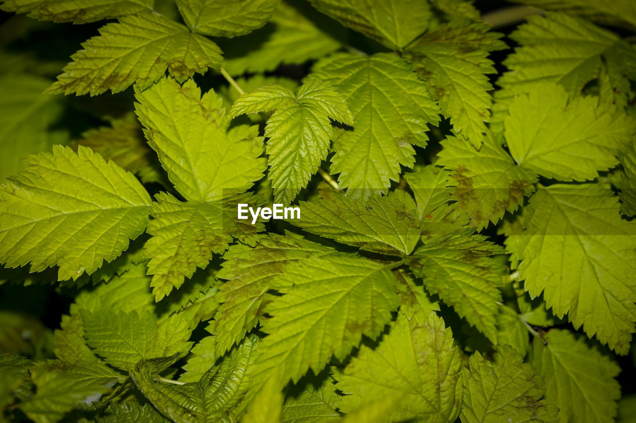 CLOSE-UP OF GREEN LEAVES