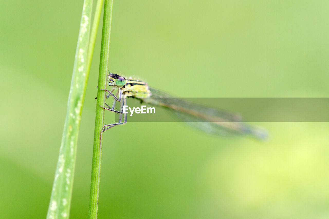 CLOSE-UP OF GRASSHOPPER ON A GRASS