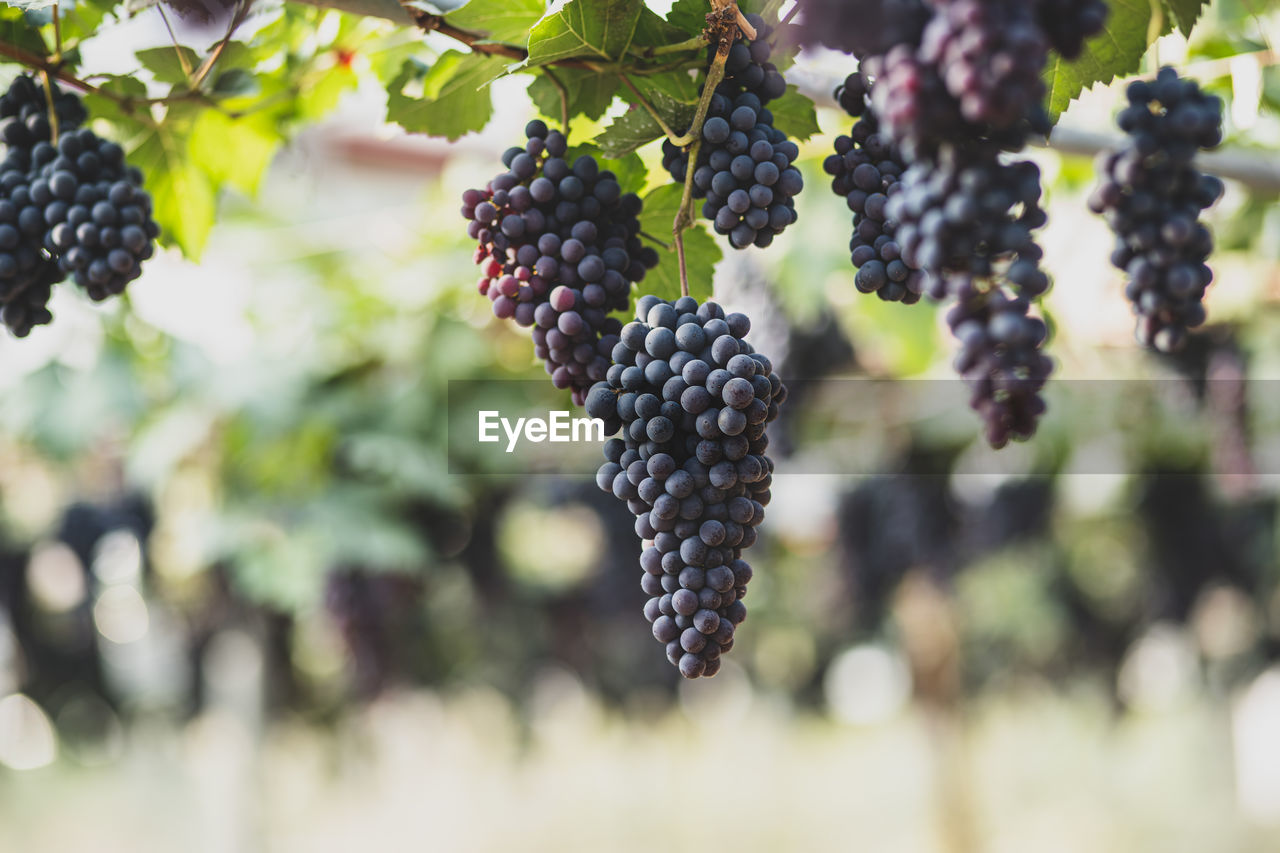 Close up young grape in champagne vineyards, bunches of ripe grapes before harvest.