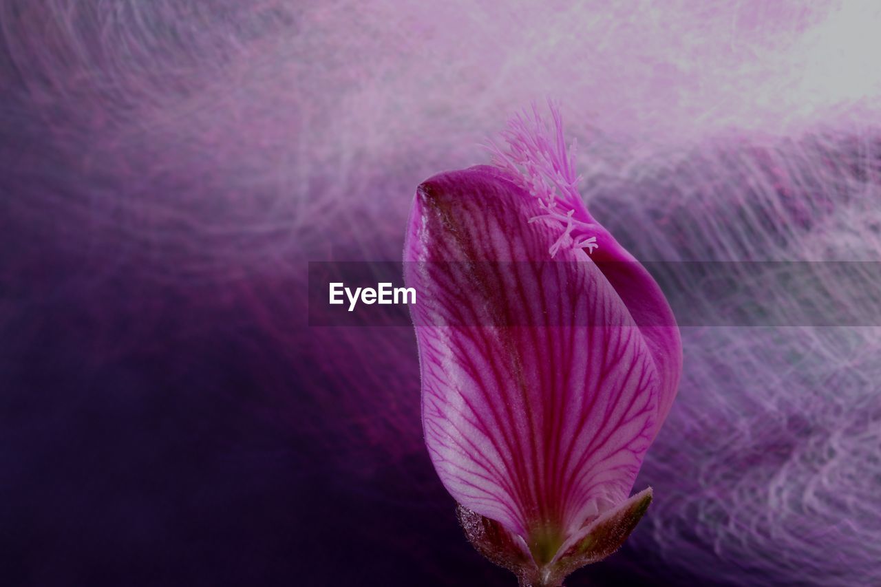 CLOSE-UP OF PINK FLOWER AGAINST PURPLE WALL