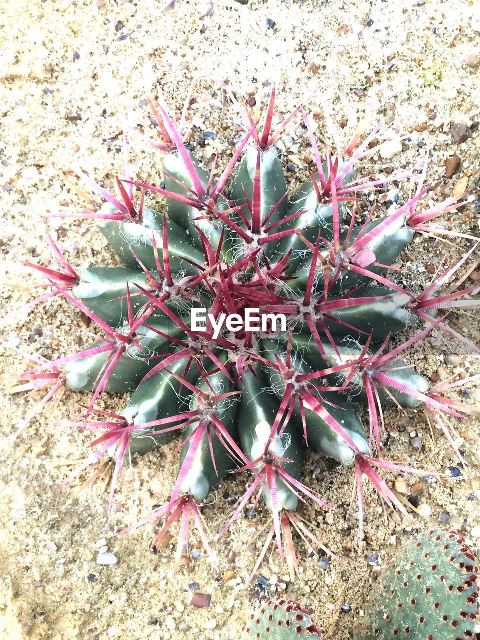 HIGH ANGLE VIEW OF CACTUS OUTDOORS