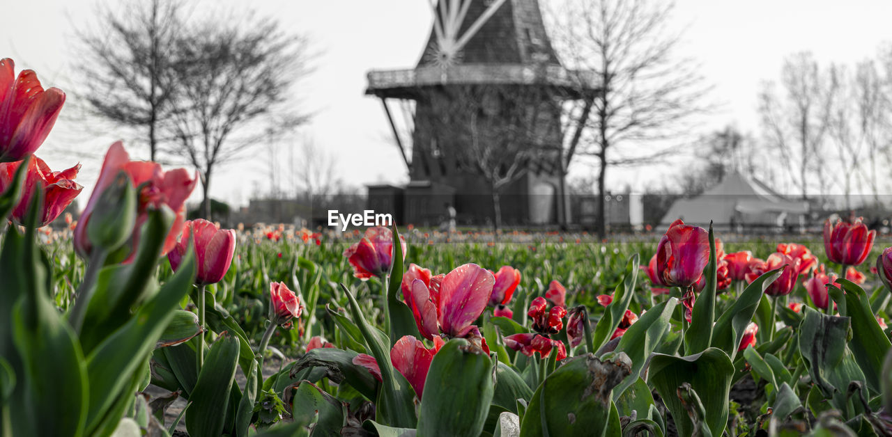 CLOSE-UP OF RED TULIPS ON FIELD AGAINST TREES