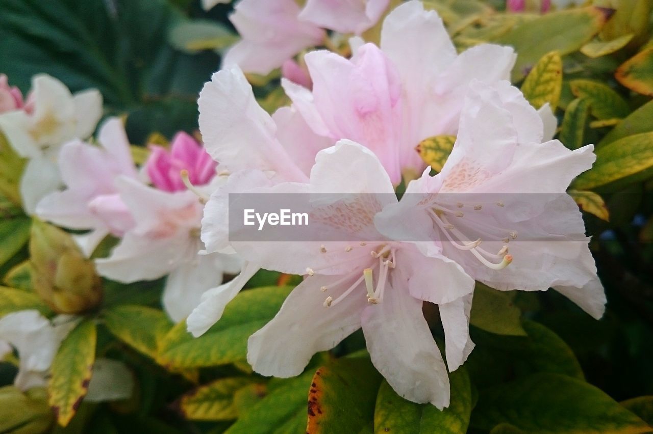 Close-up of pink flowers blooming outdoors