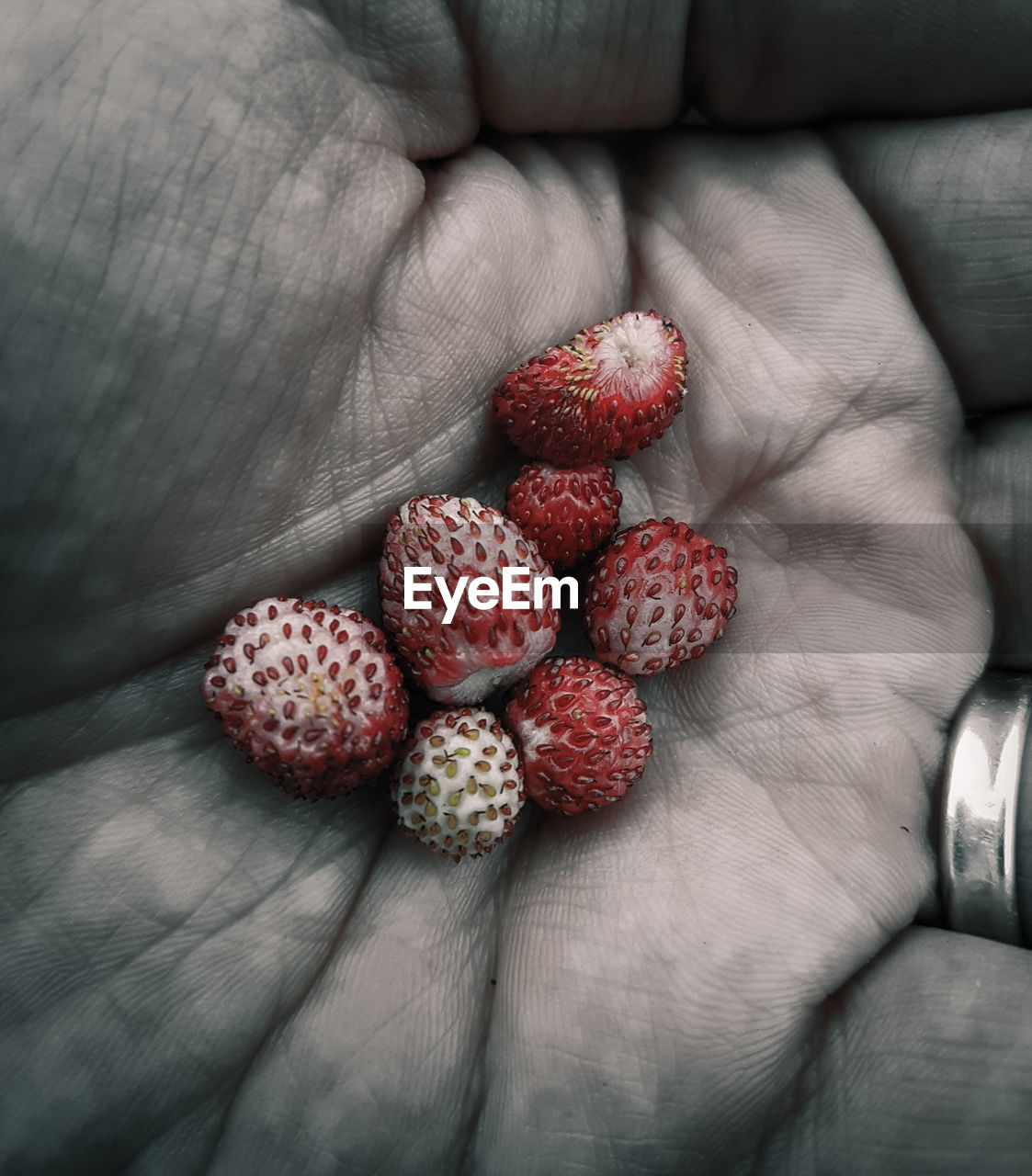 CLOSE-UP OF HAND HOLDING FRESH STRAWBERRIES