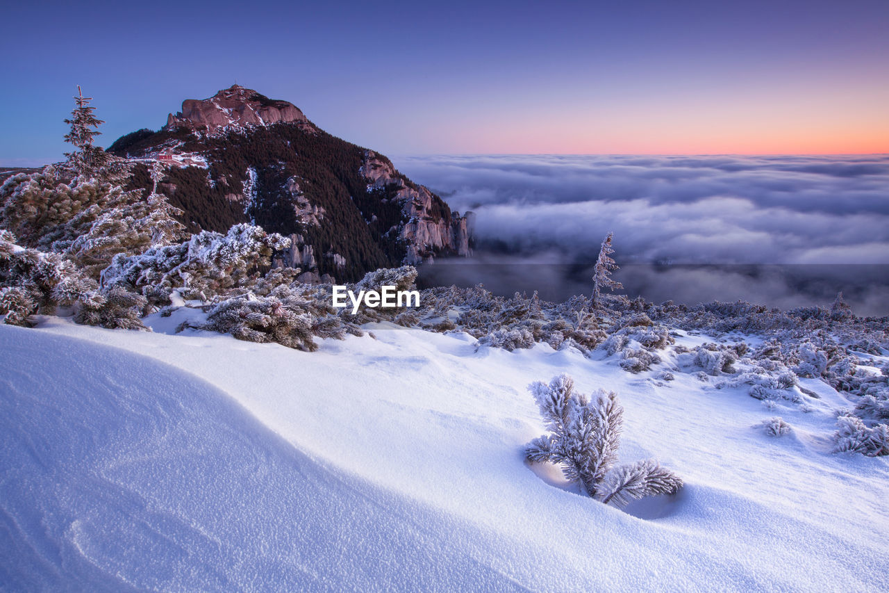 Trees on snow covered landscape against sky during sunrise