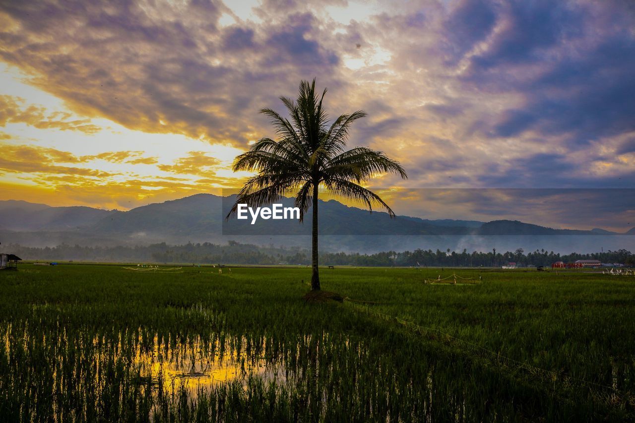 Scenic view of agricultural field against sky during sunset