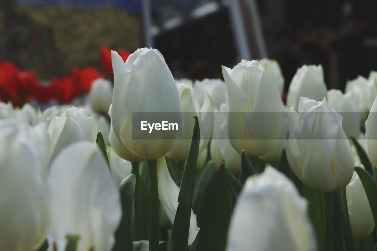 Close-up of white tulips blooming outdoors