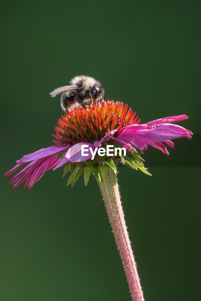 Close-up of bumblebee on purple flower