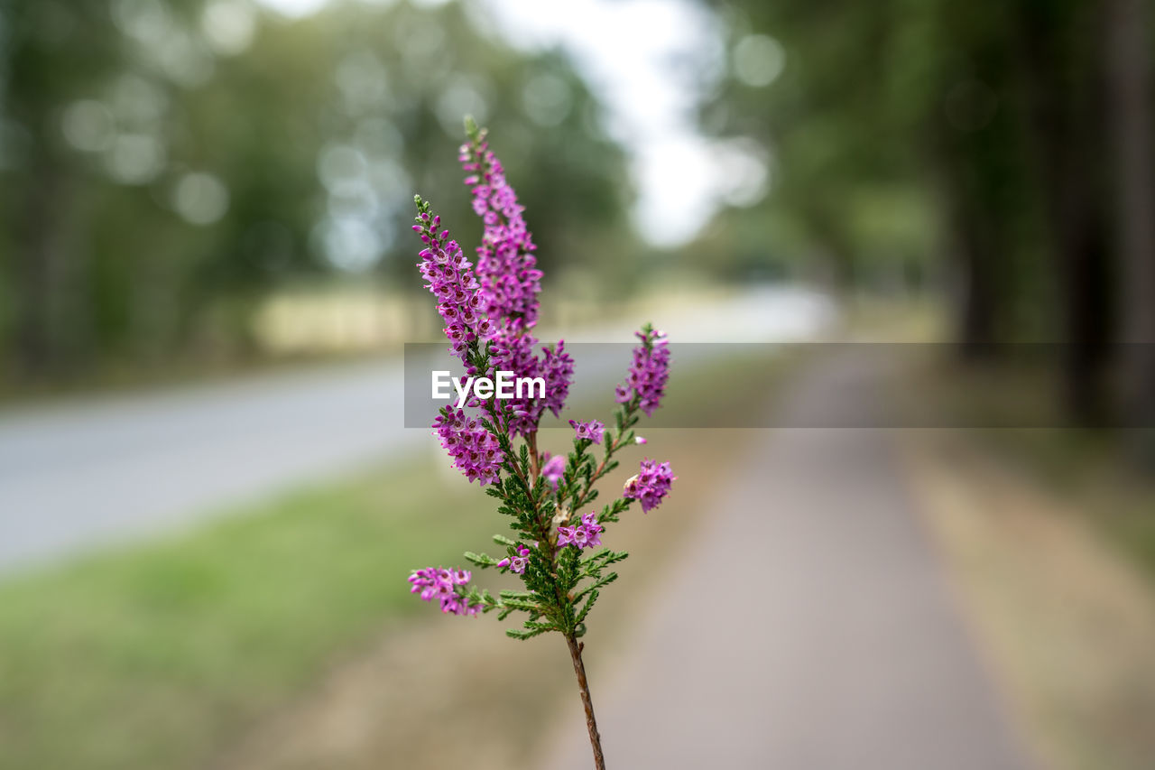 Close-up of pink flowering plant