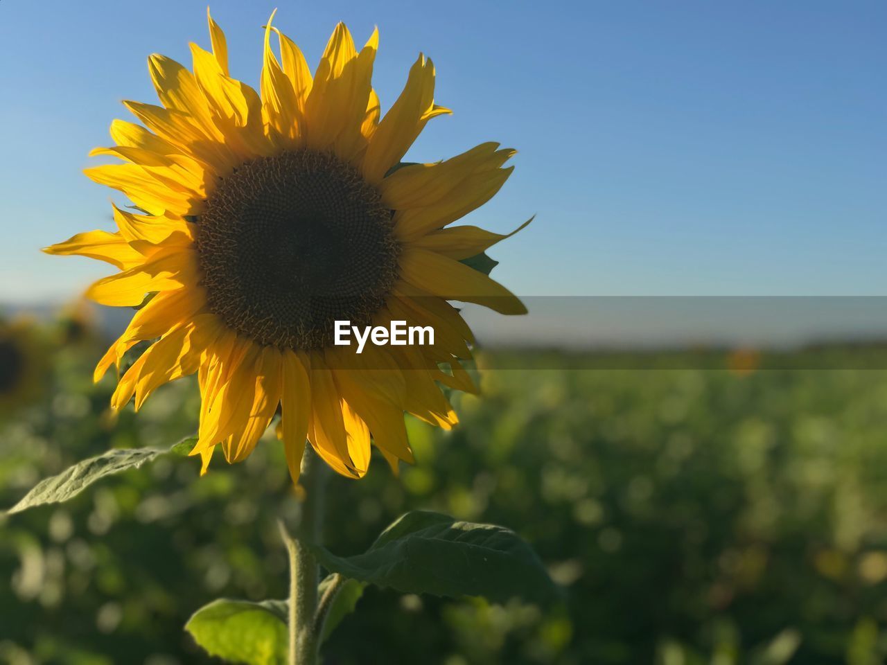 Close-up of sunflower blooming on field against clear sky