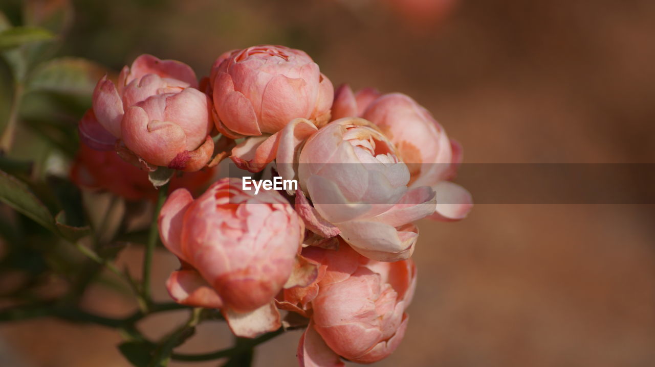 Close-up of pink flowers