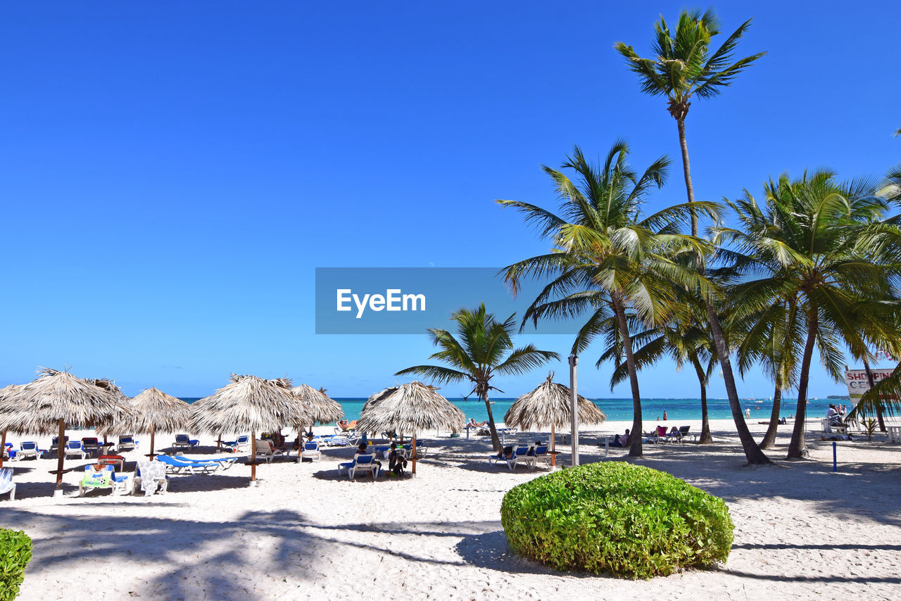 Palm trees on beach against clear blue sky