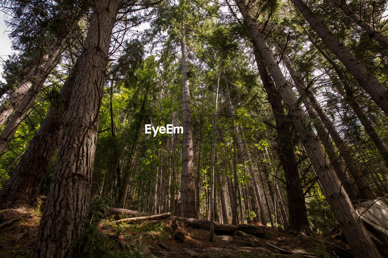 Low angle view of pine trees in forest