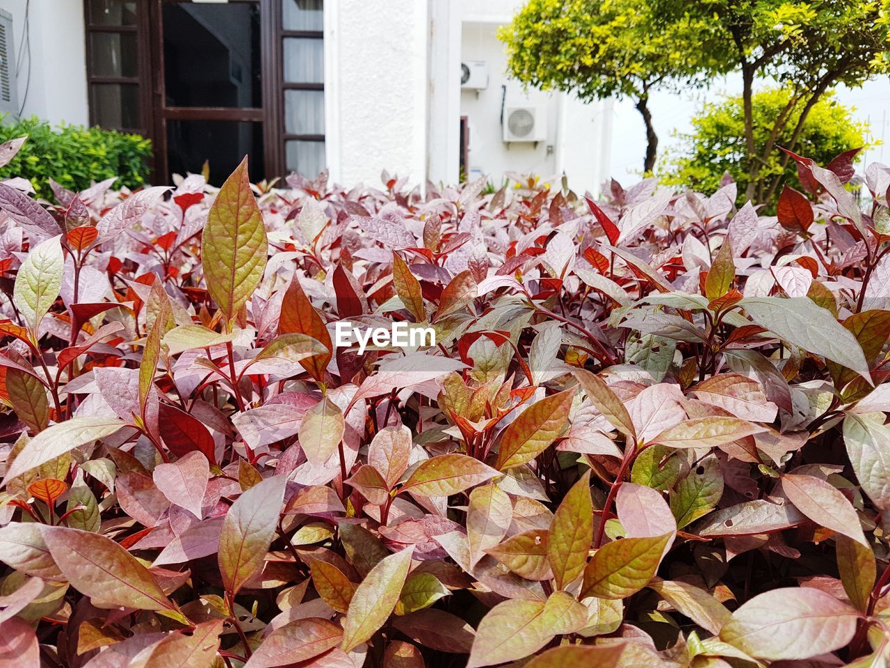 Leaves in autumn leaves