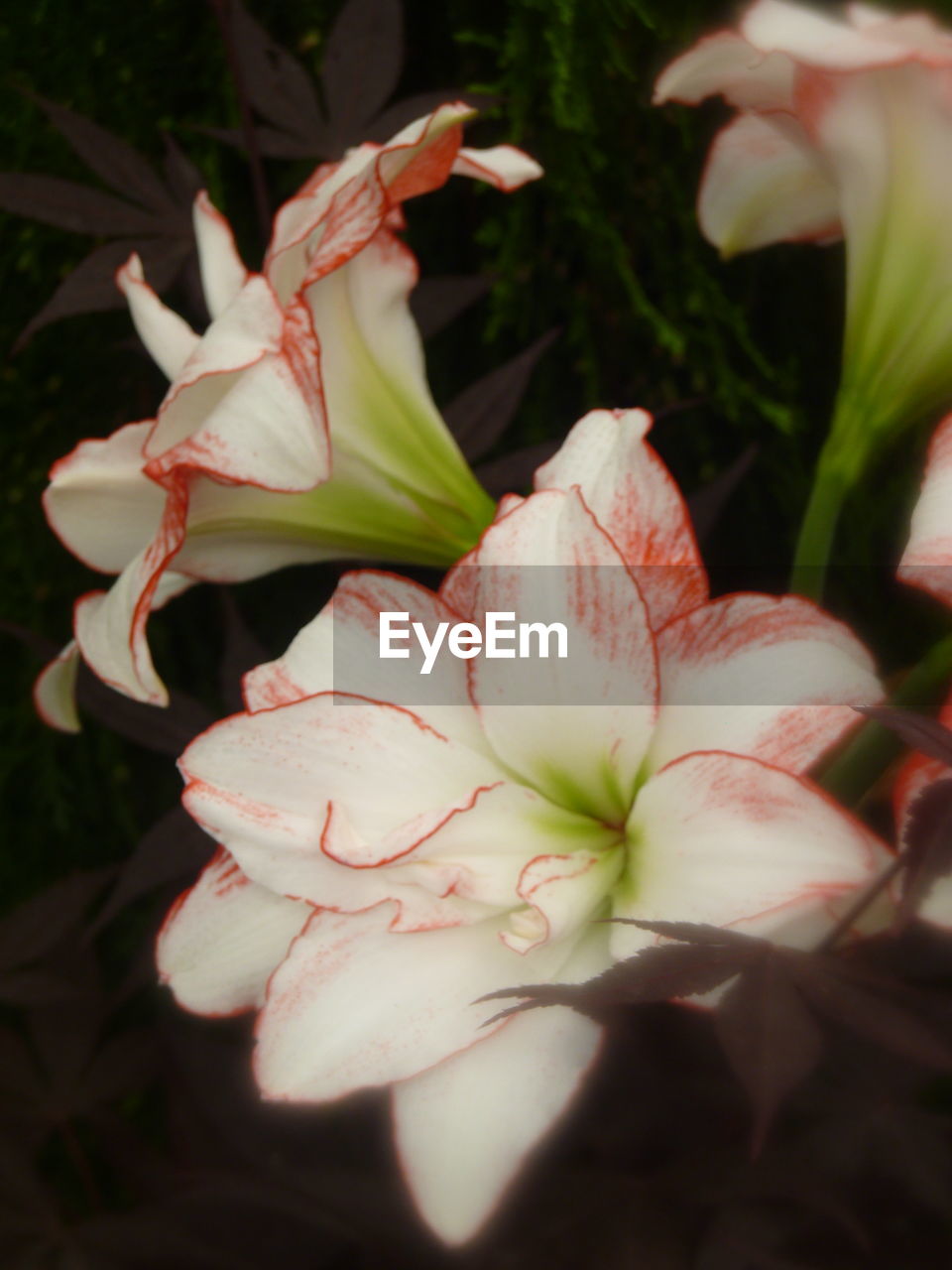 CLOSE-UP OF PINK FLOWER