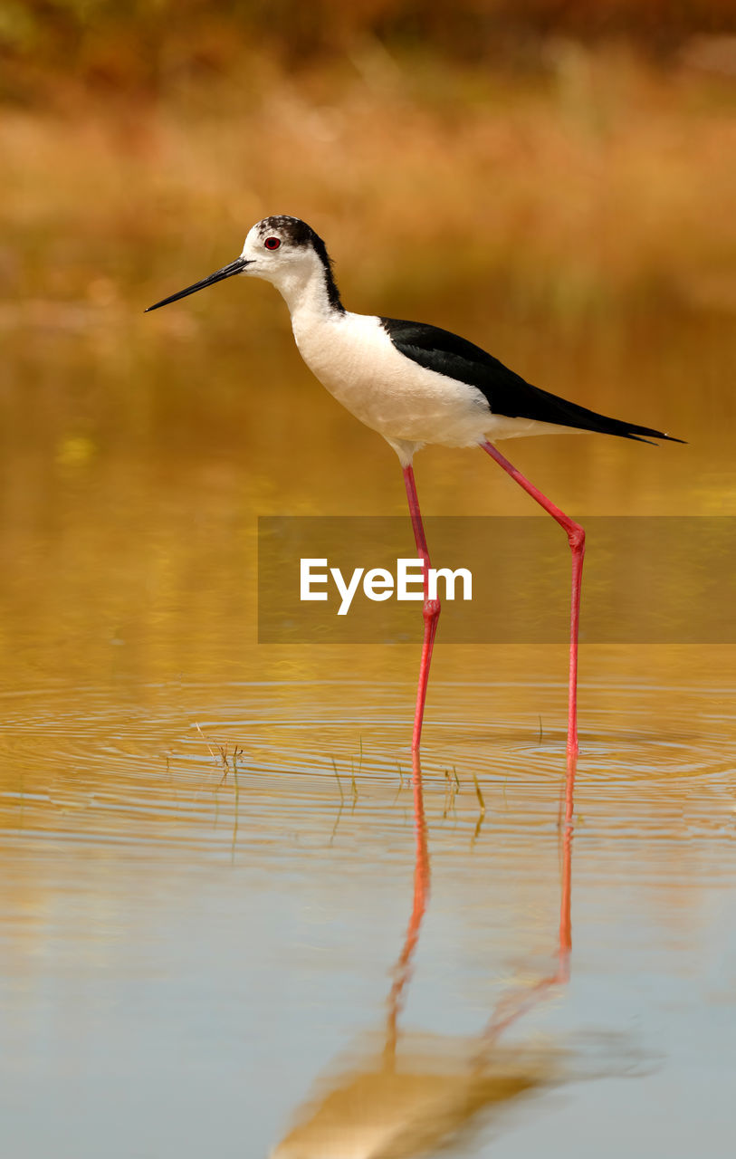 SIDE VIEW OF BIRD ON LAKE