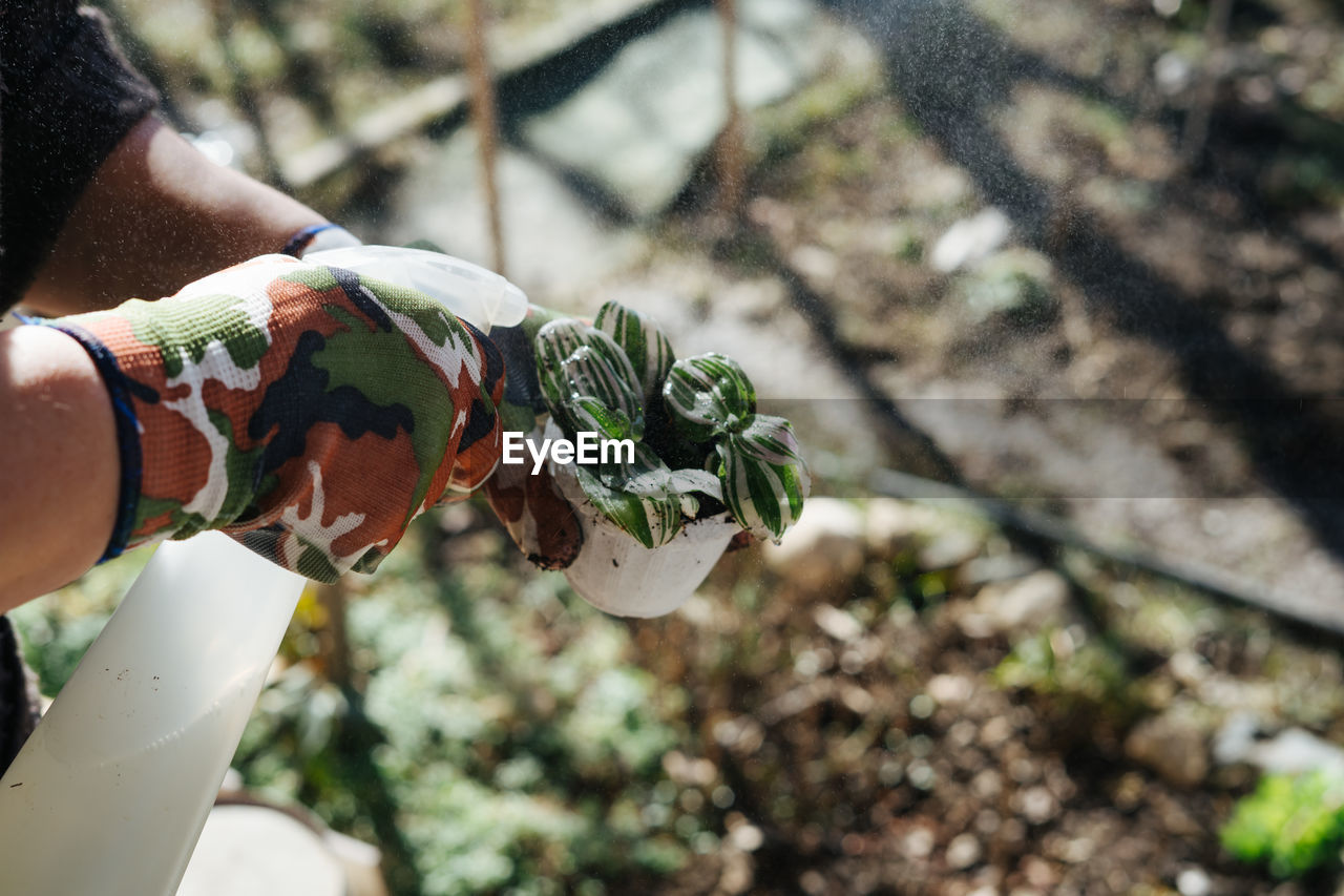 Cropped hands holding plant