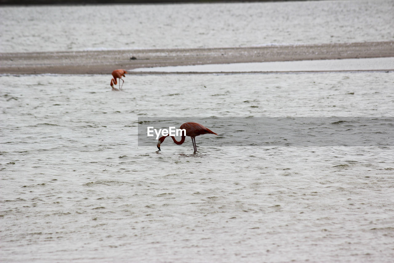 animal themes, animal, animal wildlife, water, bird, wildlife, beach, water bird, flamingo, day, nature, sea, group of animals, sand, no people, beauty in nature, land, outdoors, two animals, full length