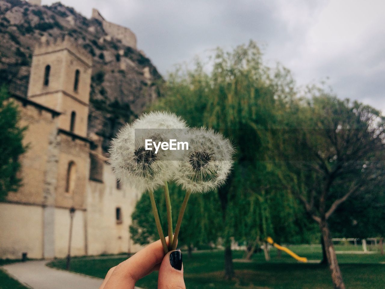 PERSON HOLDING DANDELION AGAINST SKY