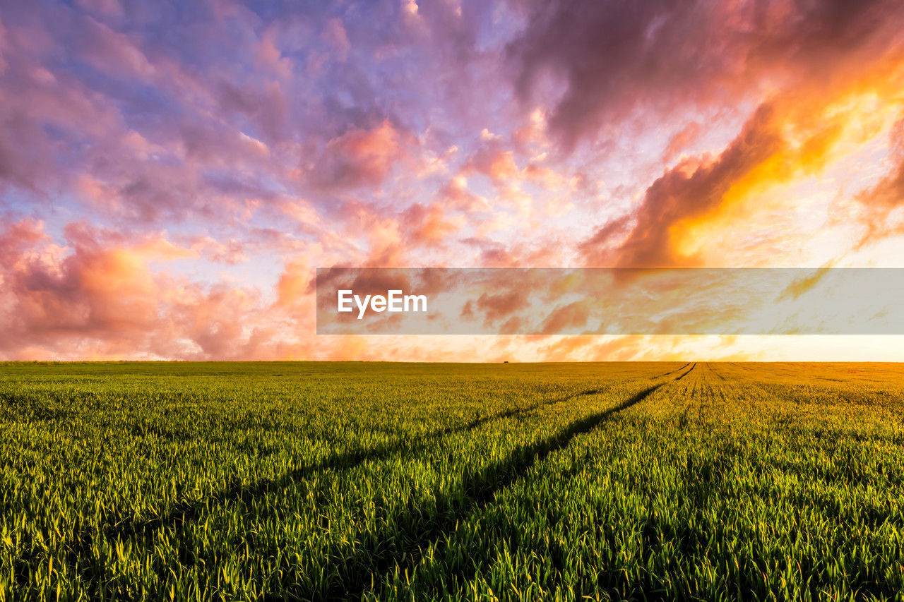scenic view of agricultural field against cloudy sky during sunset
