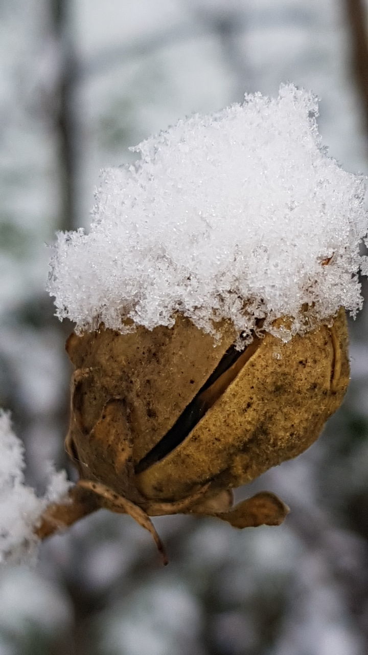 CLOSE-UP OF FROZEN LEAF