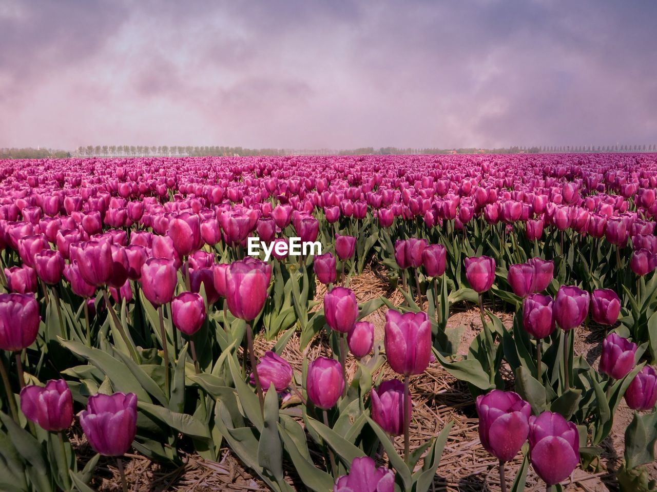 Pink tulips blooming in field against sky