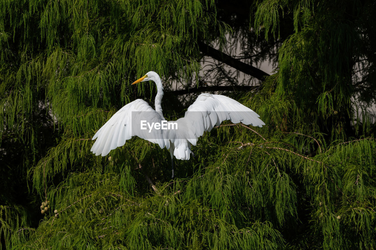 BIRD FLYING IN A GREEN TREE