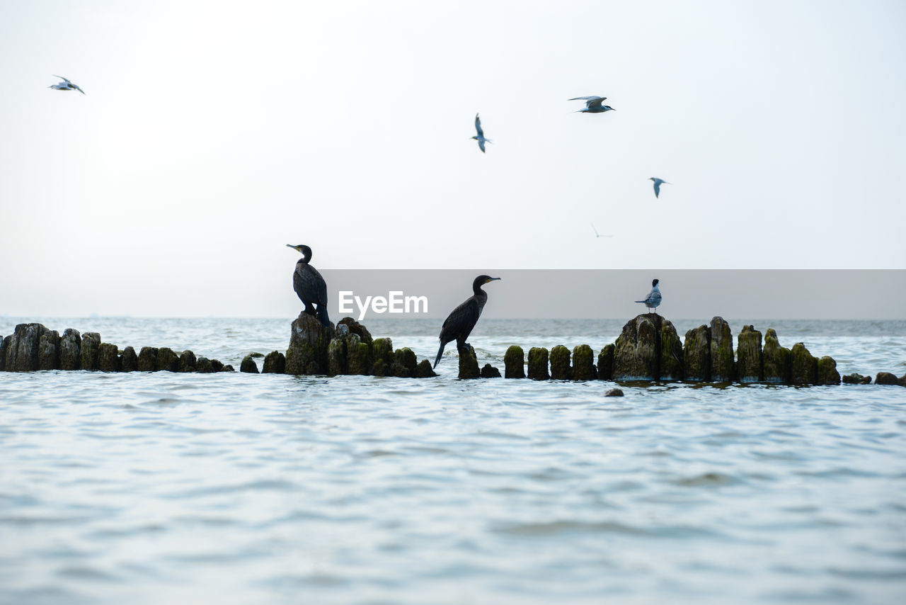 Pygmy cormorants sitting on an old wooden breakwater against clear sky