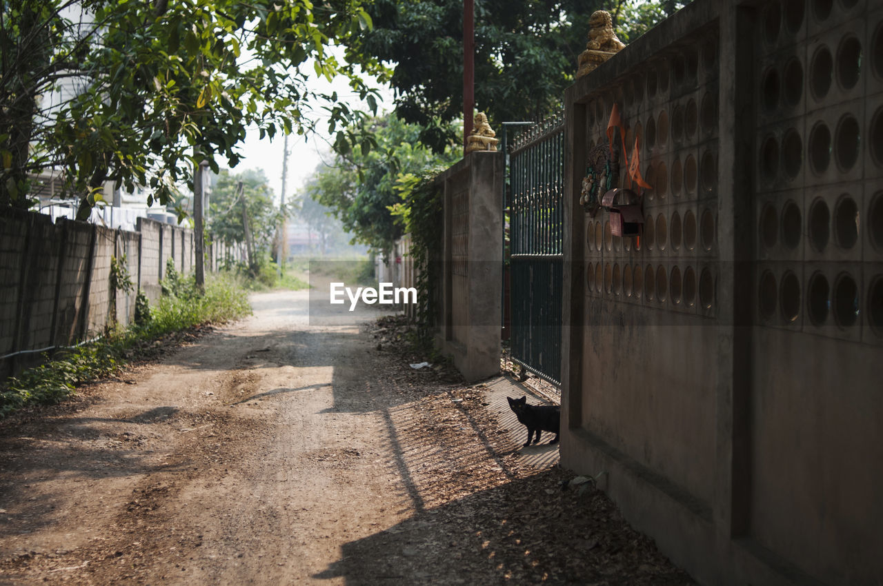 VIEW OF A DOG ON WALL