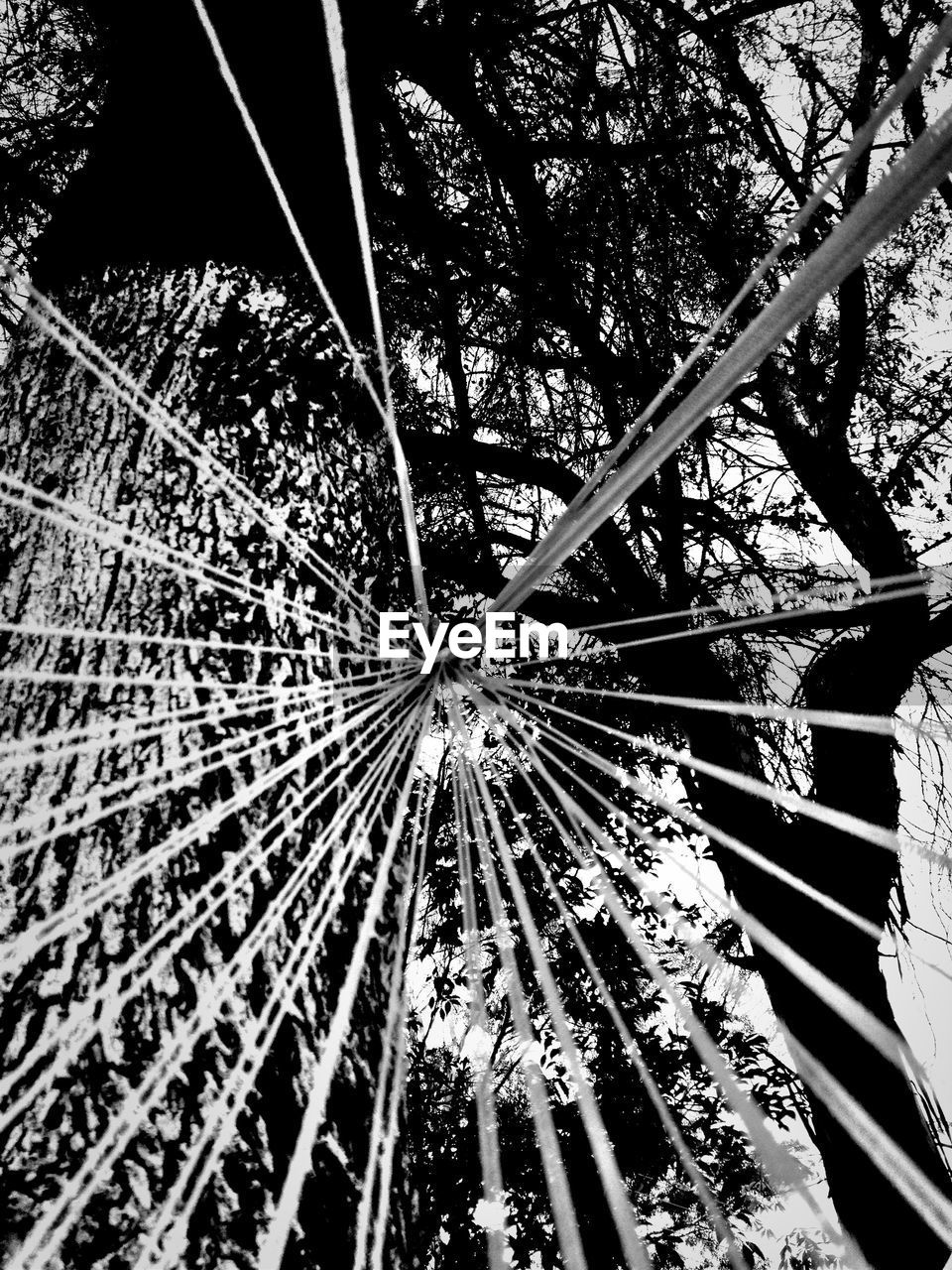 Close-up of ropes against silhouette trees