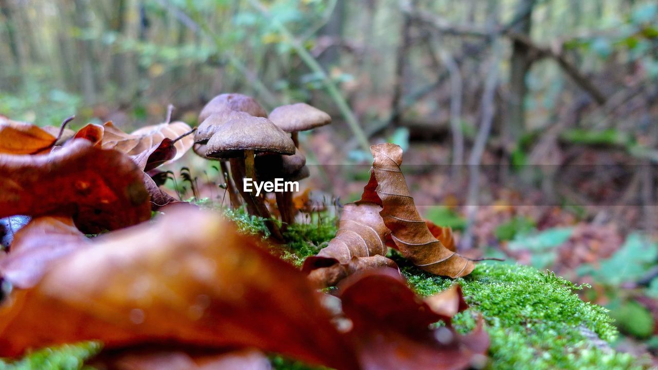 CLOSE-UP OF MUSHROOM GROWING ON FIELD IN FOREST