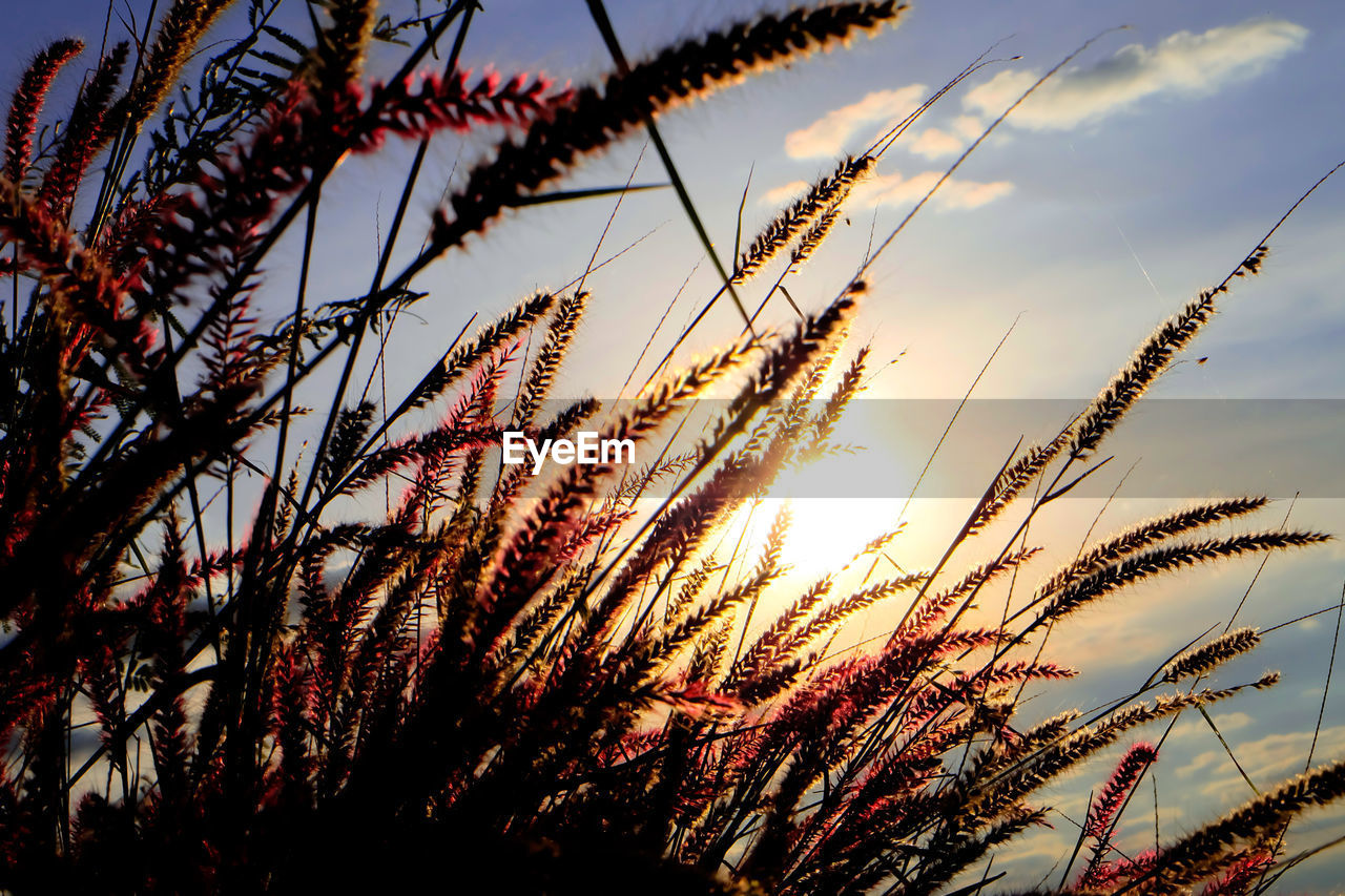 LOW ANGLE VIEW OF STALKS AGAINST SKY