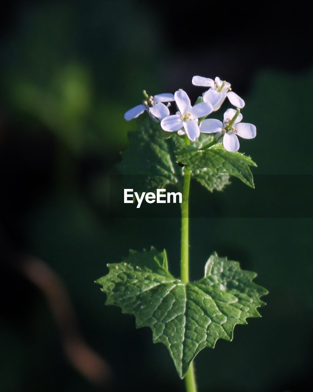 CLOSE-UP OF FLOWERING PLANT AGAINST WHITE ROSE