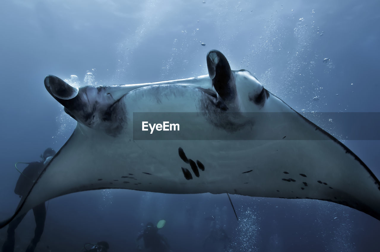 Stingray swimming in sea