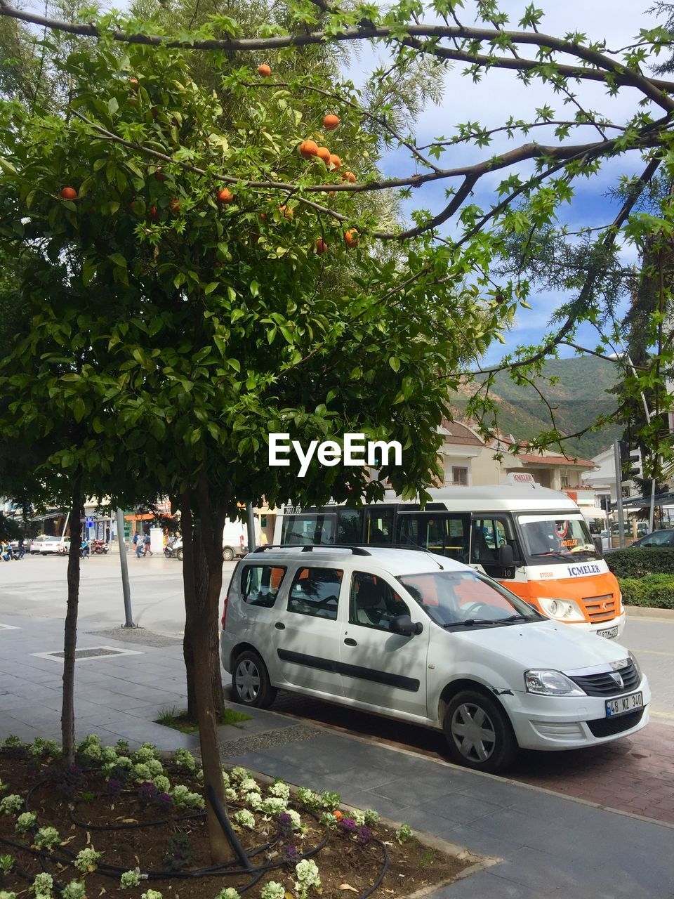 CAR ON TREES