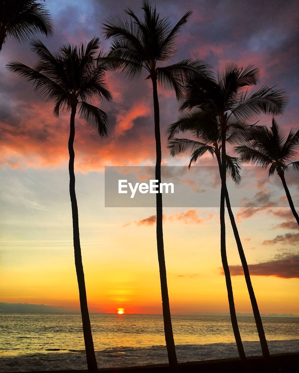 Silhouette palm trees on beach against sky during sunset