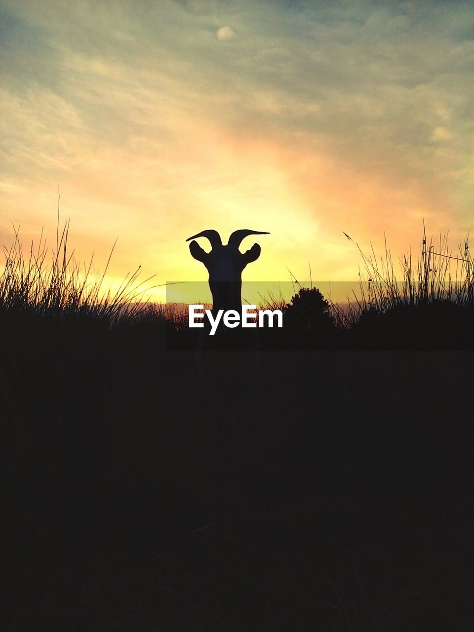 Silhouette goat standing on field against sky during sunset