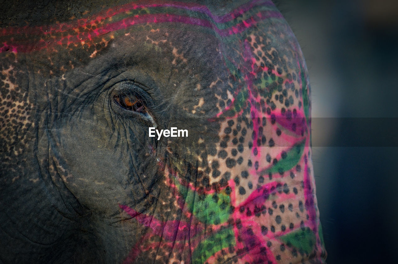 CLOSE-UP OF ELEPHANT LOOKING AWAY OUTDOORS