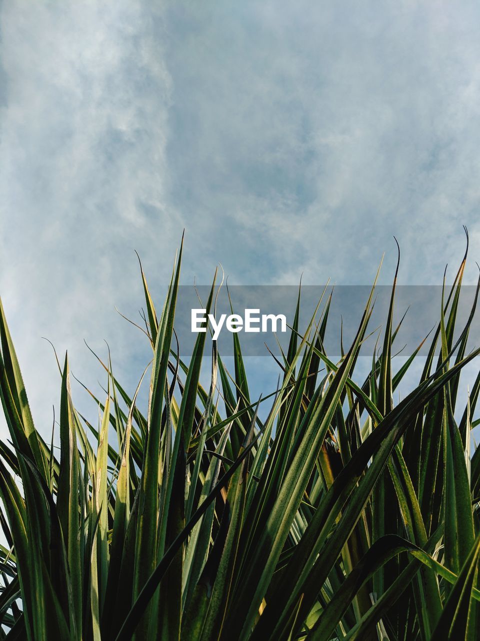 Crops growing on field against sky