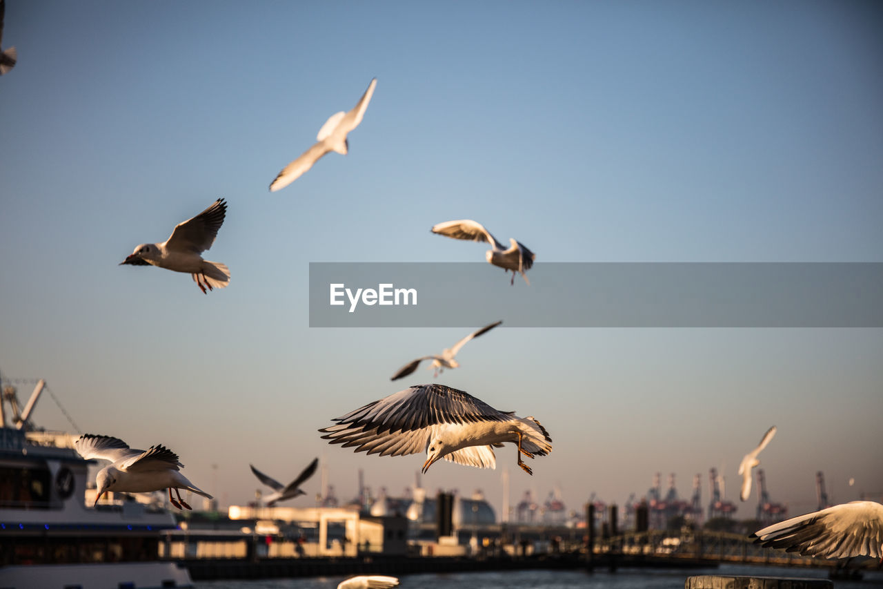 FLOCK OF SEAGULLS FLYING AGAINST THE SKY