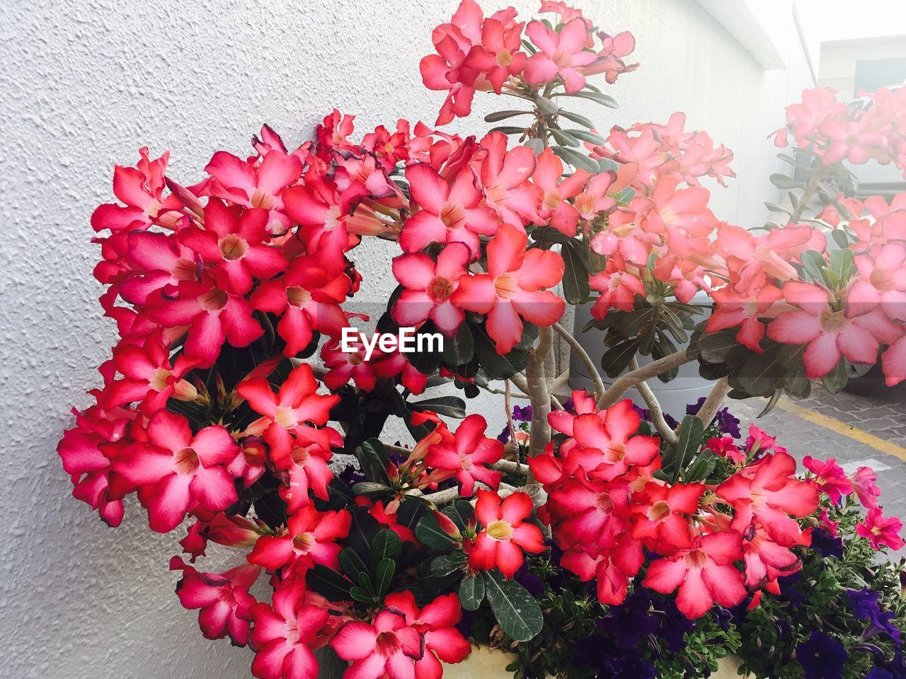 CLOSE-UP OF RED FLOWERS AND LEAVES